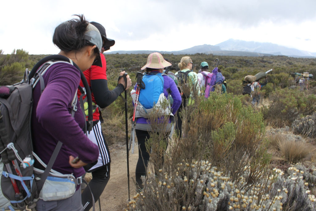 Kilimanjaro Lemosho Route 8 Days Climbing